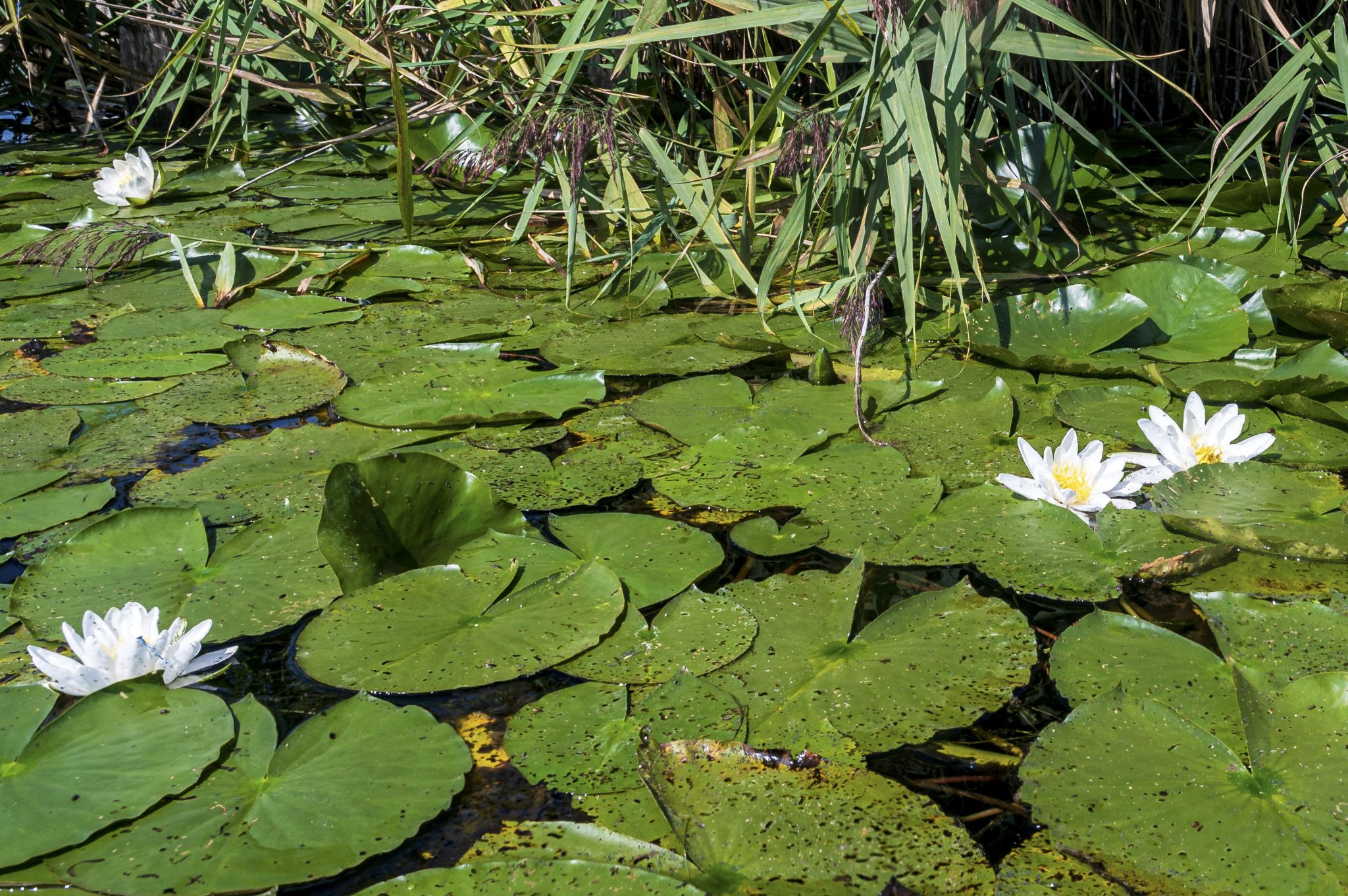 Kajaktour Leutstettner Moos 21.08.2022